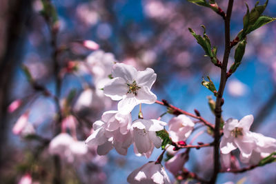 Close-up of cherry blossoms in spring