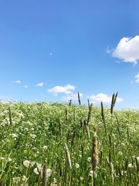 Wheat growing on field against sky