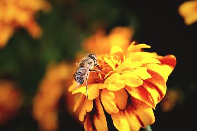 Close-up of butterfly pollinating on flower