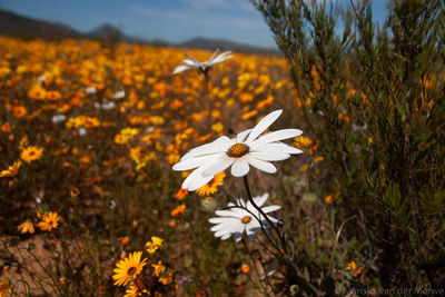 Close-up of white flowering plant on field