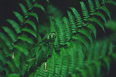 Close-up of fern leaves