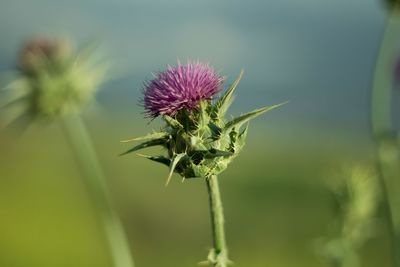 Close-up of thistle flower