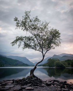 Tree by lake against sky