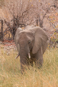 Elephant in a forest