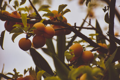 Appricots on the branch