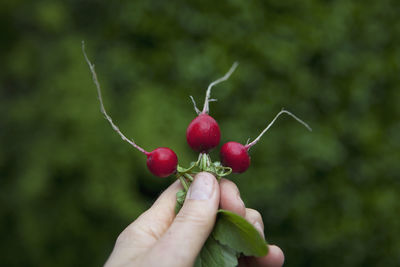 Close-up of hand holding strawberry