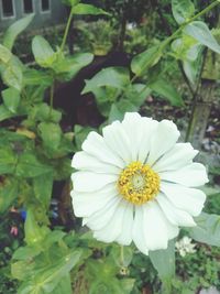 Close-up of white flowering plant