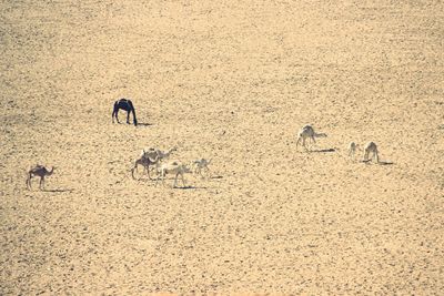 High angle view of animals on field