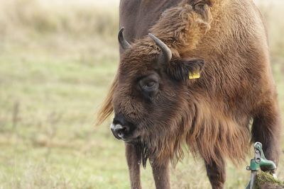 Close-up of bison on field