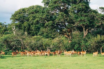 View of sheep grazing on field