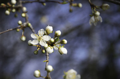 Close-up of cherry blossoms in spring