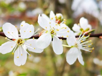 Close-up of white cherry blossom