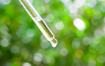 Glass pipette with transparent serum inside close-up on a green, natural background. the concept 