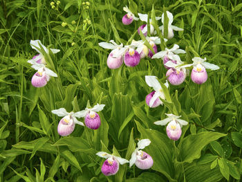 Close-up of purple crocus flowers blooming on field