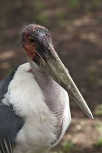 Close-up of bird