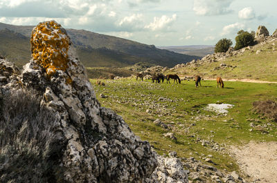 Cows grazing on field against sky