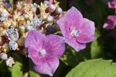 Close-up of pink flowering plant