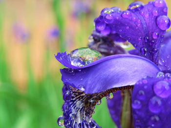 Close-up of water drops on purple flower