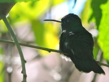 Close-up of bird perching on railing