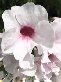 Close-up of pink rose flower