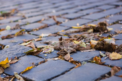 High angle view of dry leaves on wet street