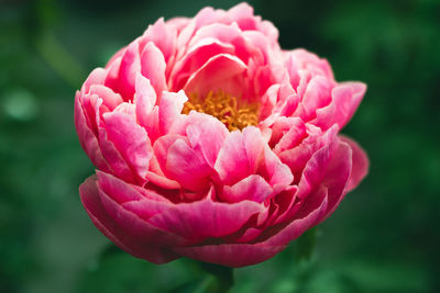 Close-up of pink flower blooming outdoors