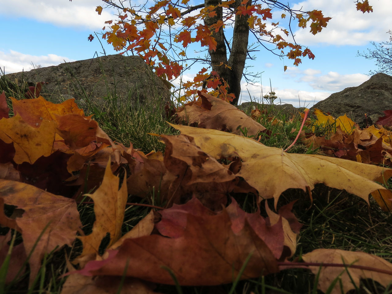 sky, tranquility, cloud - sky, mountain, nature, beauty in nature, tranquil scene, leaf, cloud, landscape, scenics, autumn, tree, growth, change, plant, outdoors, low angle view, no people, rock - object