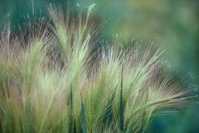 Close-up of stalks in field