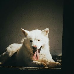 Low angle view of dog looking away