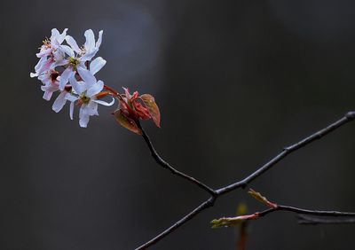 Close-up of plant