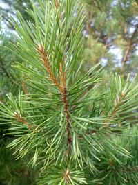 Close-up of pine tree
