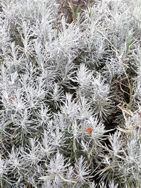 Full frame shot of frozen plants on field