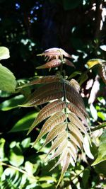 Close-up of lizard on tree