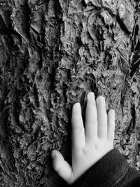 Close-up of hand on tree trunk