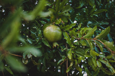 Close-up of fruits on tree