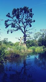 Tree by lake against sky