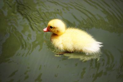 High angle view of duck swimming in lake