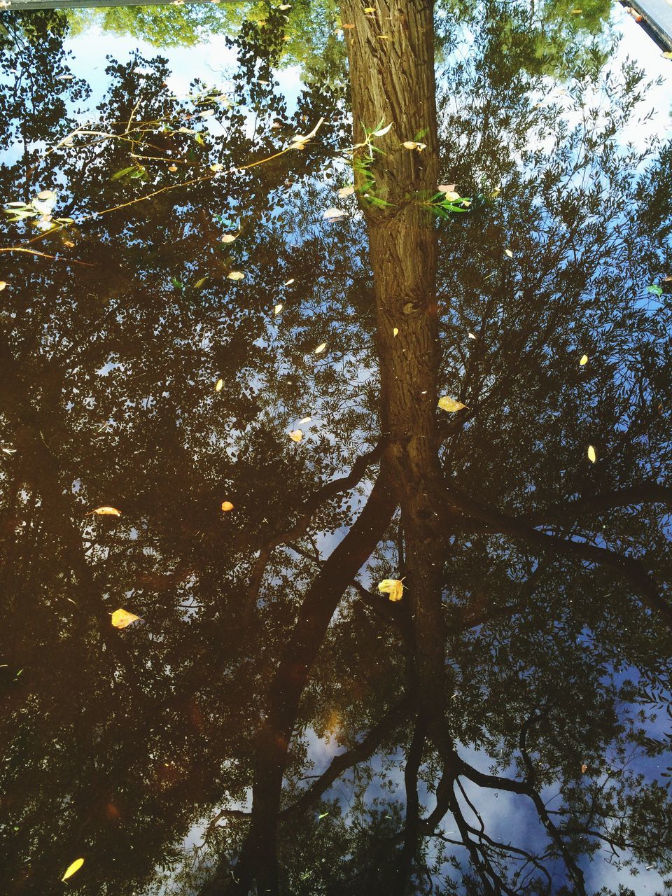tree, tree trunk, growth, branch, low angle view, tranquility, nature, forest, beauty in nature, tranquil scene, leaf, woodland, day, scenics, outdoors, sunlight, no people, sky, green color, growing