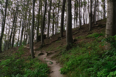 Trees in forest