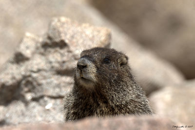 Close-up of meerkat