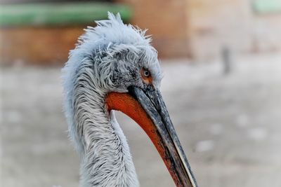 Close-up profile view of pelican
