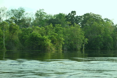 Scenic view of lake against trees in forest