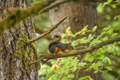 Squirrel on tree