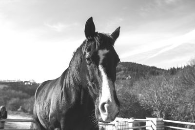 Close-up of a horse in the field