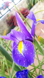 Close-up of purple flower blooming against blue sky