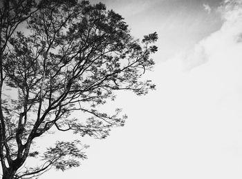 Low angle view of tree against sky