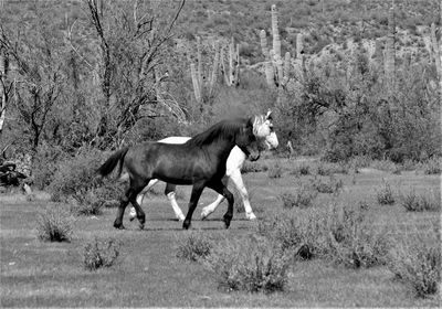 Side view of horse running on landscape