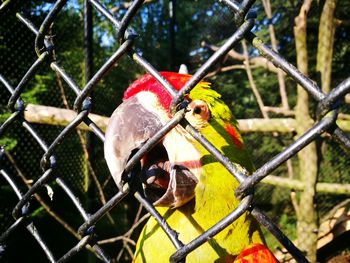 Close-up of parrot perching on branch