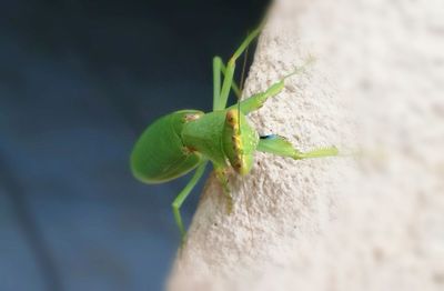 Close-up of insect