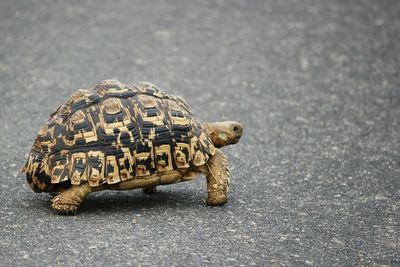 Close-up of tortoise on road